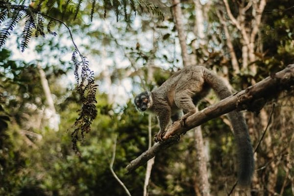 Comment découvrir les merveilles naturelles des parcs nationaux de Madagascar : itinéraires et conseils?