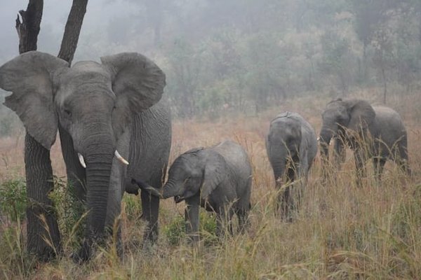 Où observer les éléphants en liberté à Addo Elephant Park, Afrique du Sud?